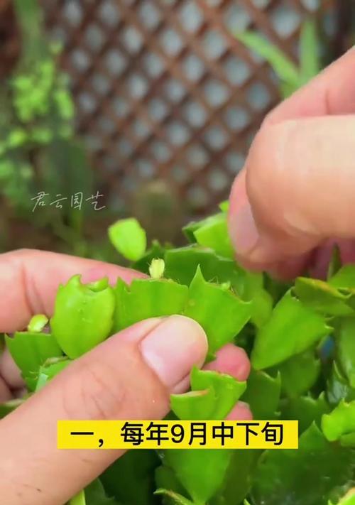 蟹爪兰如何开花？需要哪些条件？