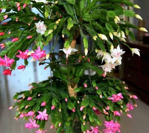 蟹爪兰如何开花？需要哪些条件？