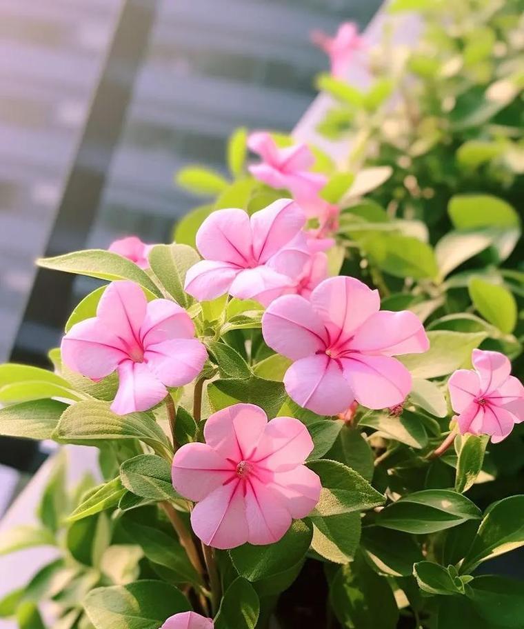 长春花如何在冬季养护？如何实现四季开花？