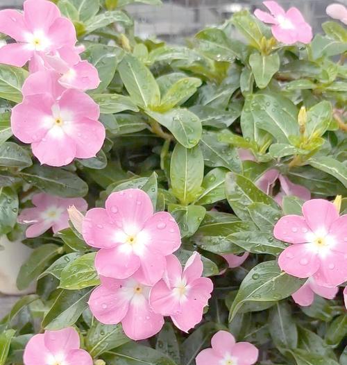 长春花如何在冬季养护？如何实现四季开花？
