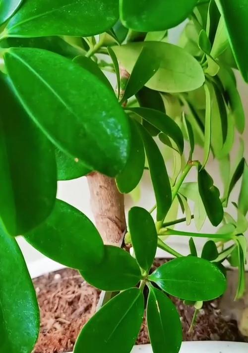 鸭掌木开花的条件是什么？
