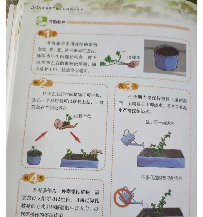 常春藤的养护方法有哪些？