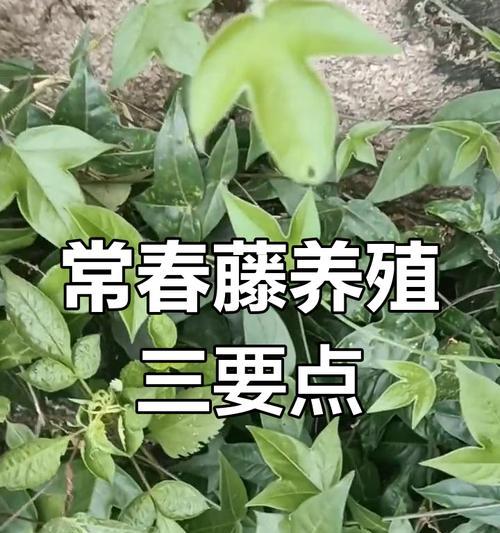 常春藤的养护方法有哪些？