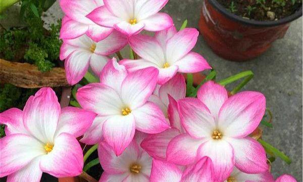 哪些花被公认是“好养”的？