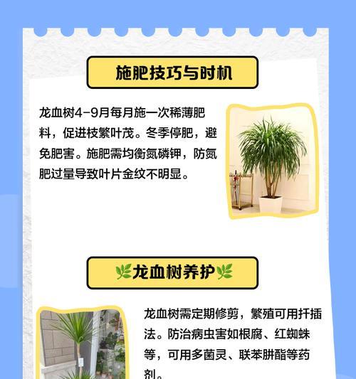 龙血树养护的关键技巧是什么？