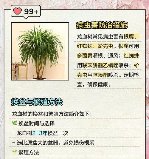 龙血树养护的关键技巧是什么？