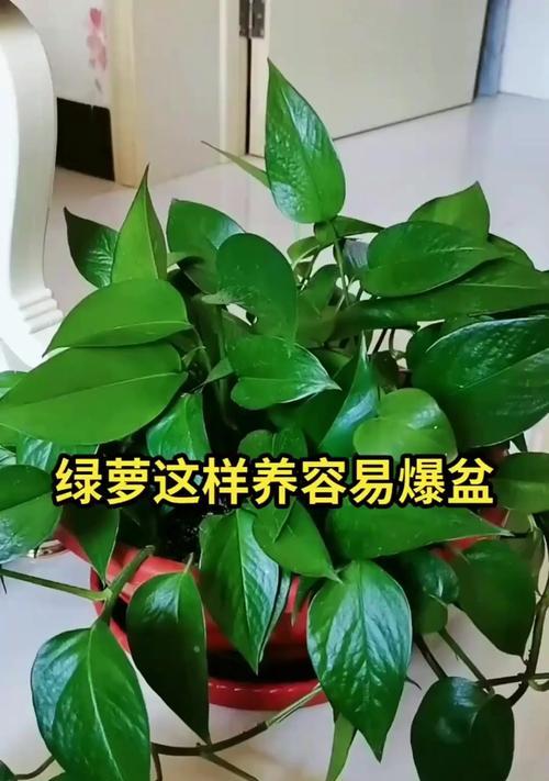 绿萝的正确养护方法是什么？