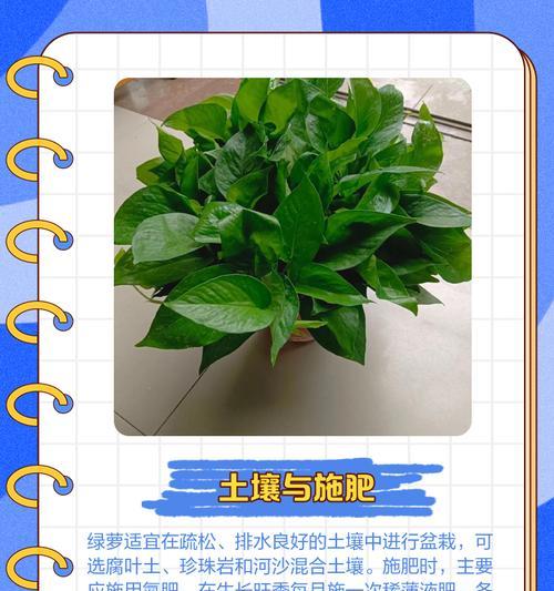 绿萝的正确养护方法是什么？