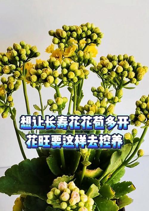如何养长寿花才能开花不断？
