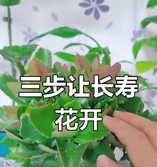 如何养长寿花才能开花不断？