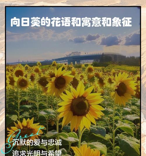 向日葵为何能追随太阳生长？