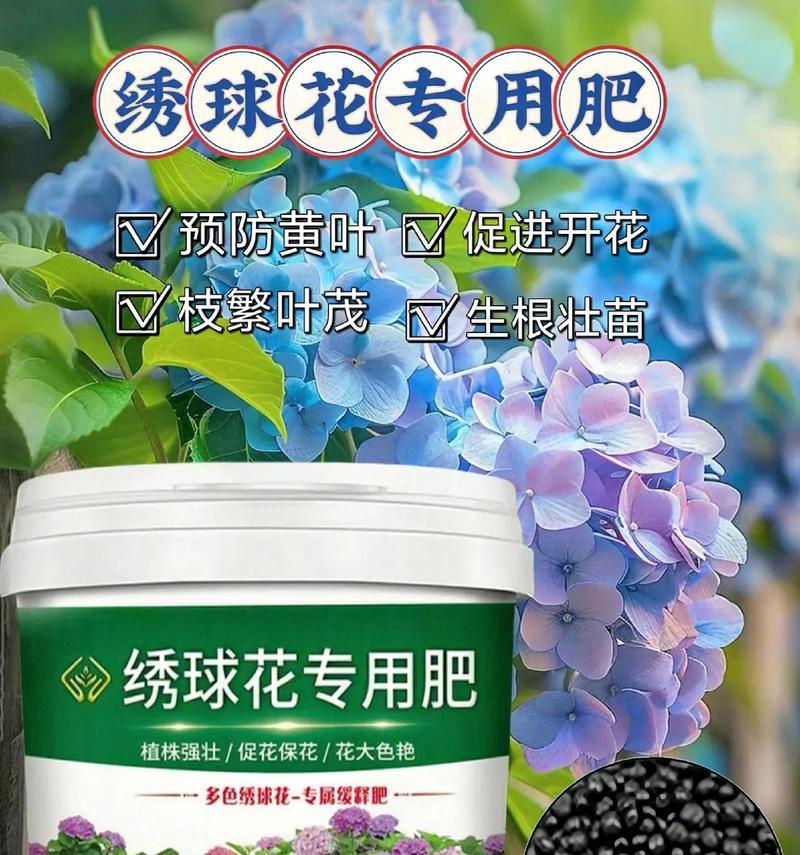 绣球花养护需要注意什么？