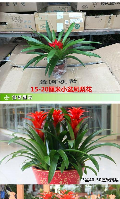 鸿运当头花后如何养护？
