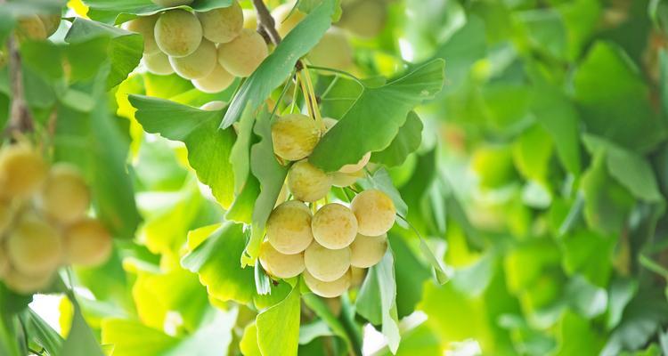 银杏属于什么类型的植物？