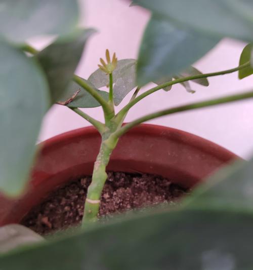 鸭脚木全剪掉能长新芽吗？留芽点的建议是什么？