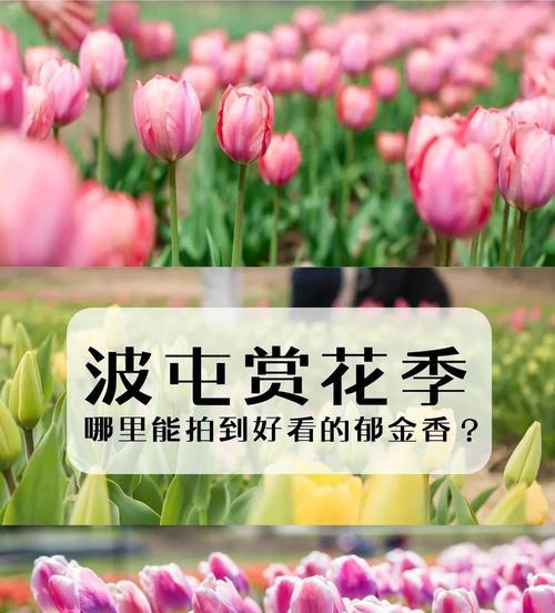 春季赏花必备的郁金香栽培与养护指南有哪些？
