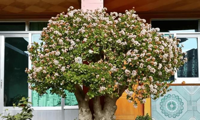小花盆的“高档花”有哪些？如何穷养成“老桩”？