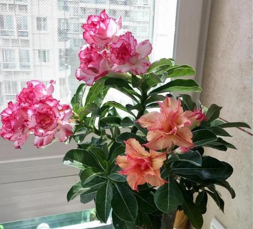 小花盆的“高档花”有哪些？如何穷养成“老桩”？
