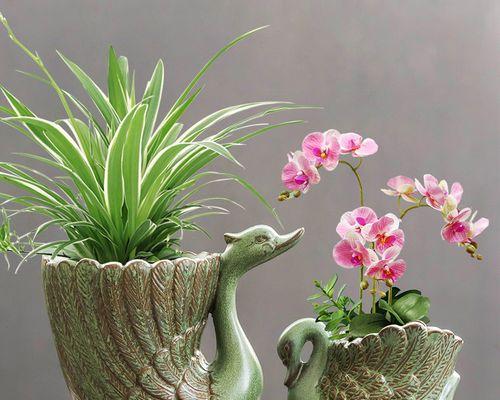 小花盆的“高档花”有哪些？如何穷养成“老桩”？