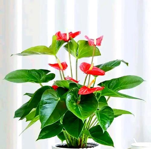 红掌的种植与养护方法是什么？夏季有哪些注意事项？