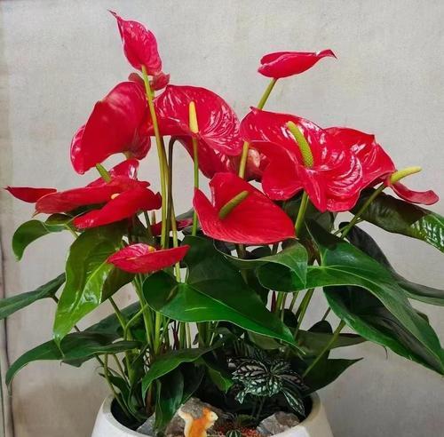 红掌的种植与养护方法是什么？夏季有哪些注意事项？