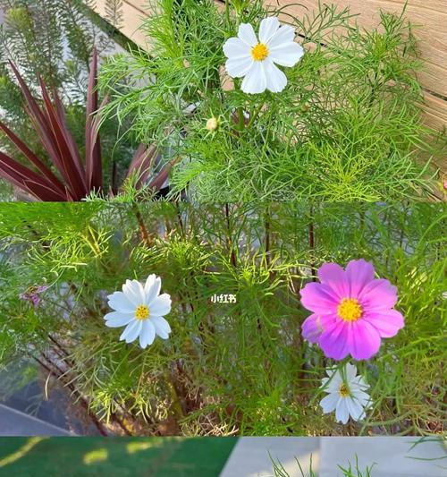 北方十月份补波斯菊可行吗？