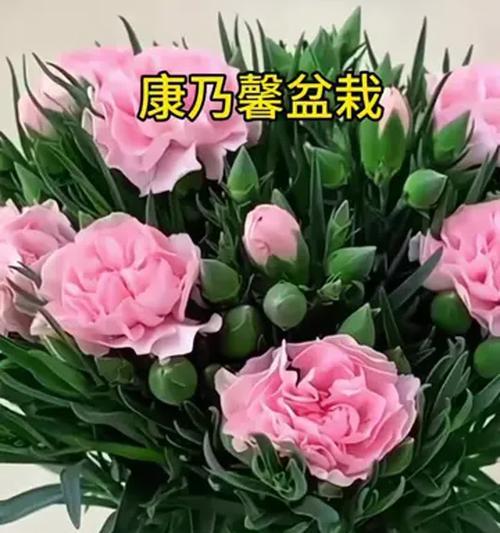 康乃馨真的喜水吗？它的养护秘密是什么？