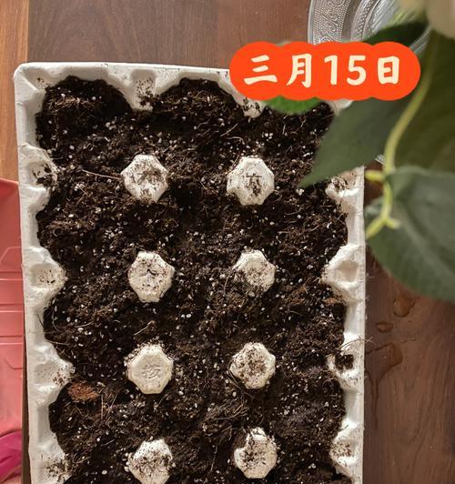 生菜最快催芽方法是什么？3种方法学起来最快3天就发芽？