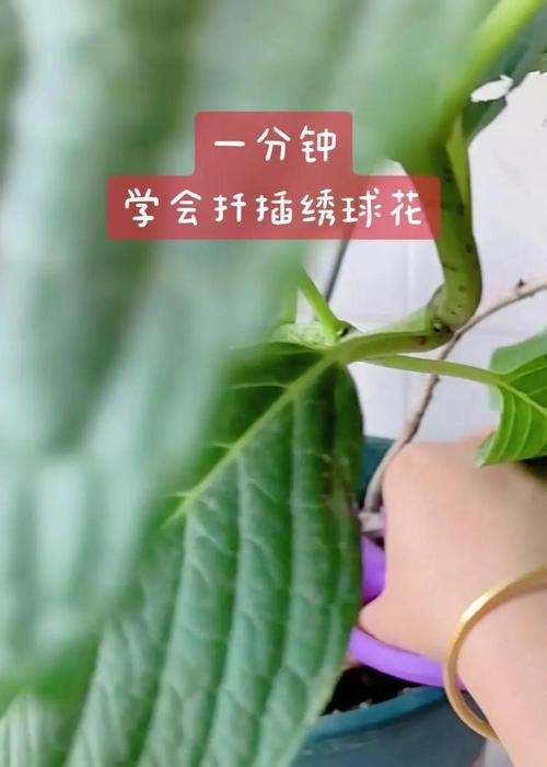 如何掌握扦插技术轻松繁殖阳台植物？
