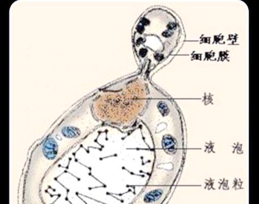 酵母菌的繁殖与特征有哪些？无性与有性繁殖的多样性是什么？