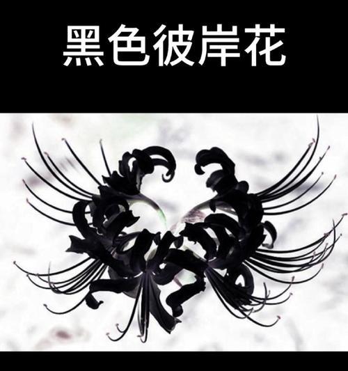 彼岸花的花语寓意是什么？