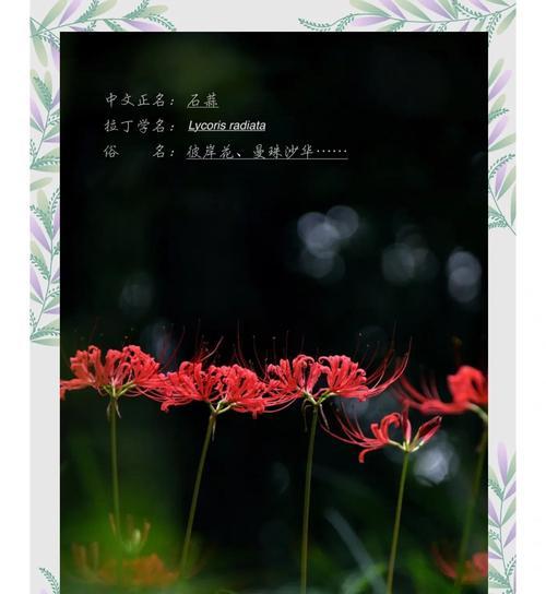 彼岸花的花语寓意是什么？