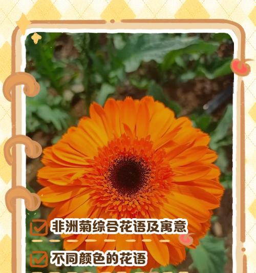 非洲菊什么时候发芽？