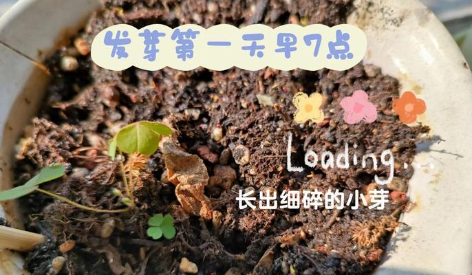 非洲菊什么时候发芽？