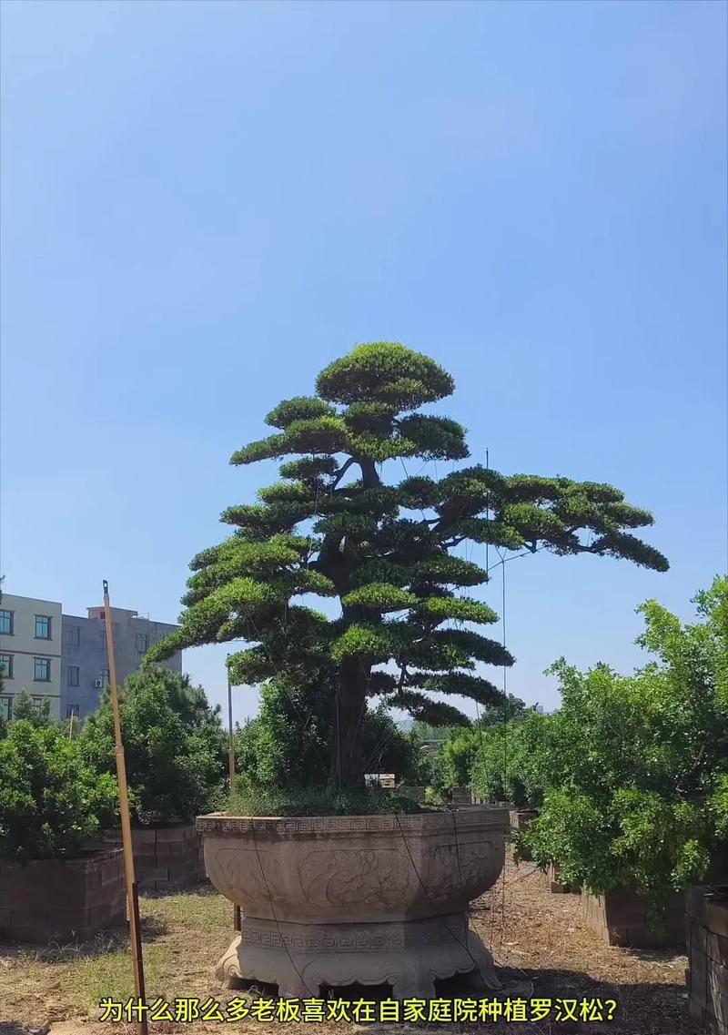 罗汉松开花的寓意是什么？
