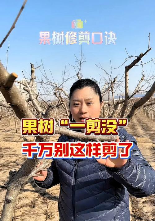 无花果树不剪枝会怎样？老农分享的3个修剪技巧是什么？