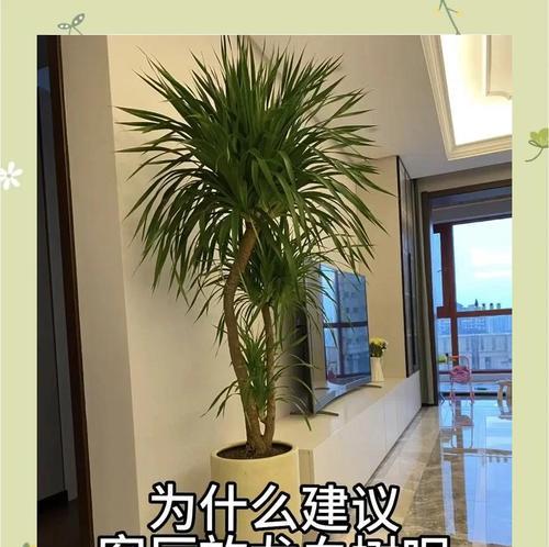 龙血树如何成为家中绿意的最佳选择？养护指南有哪些要点？