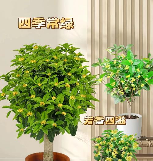四季桂花树盆栽如何保持四时流转的桂韵？