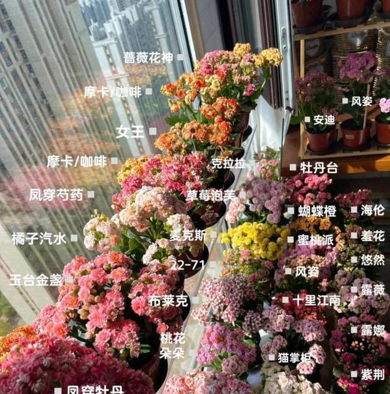 这种花为何如此顽强？如何养护才能让它越热越晒花开更多？