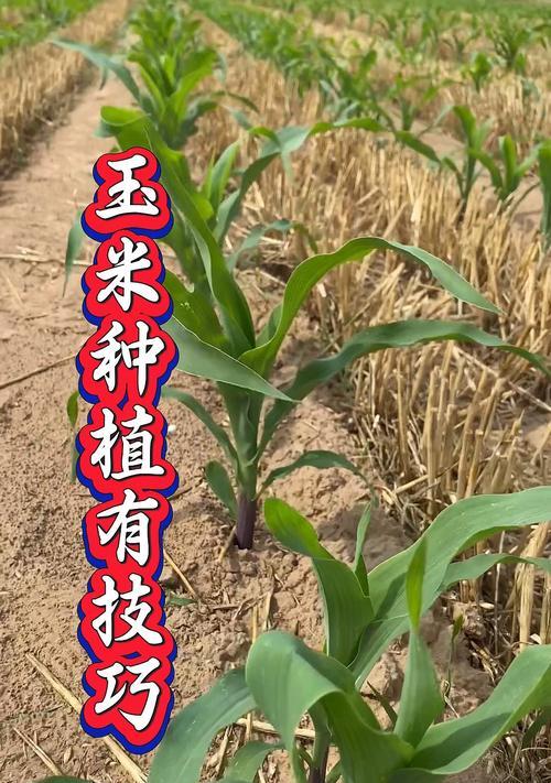 静宁果农王恩科的玉米种植技术有何独特之处？