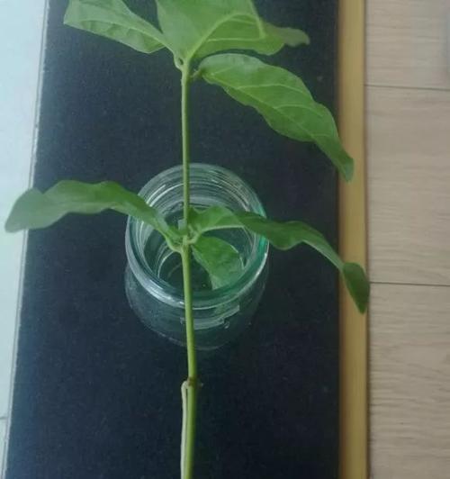 家庭扦插满天星的方法是什么？需要注意哪些问题？