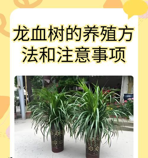 龙血树和龙须树是否为同一种植物？如何区分？