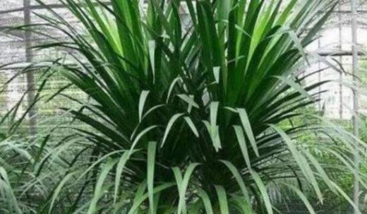 龙血树和龙须树是否为同一种植物？如何区分？