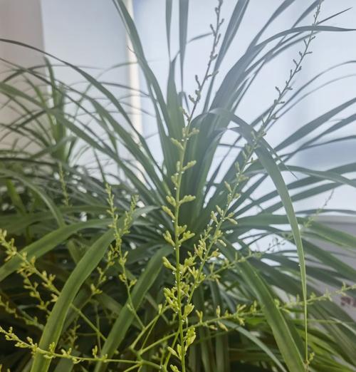 龙血树和龙须树是否为同一种植物？如何区分？