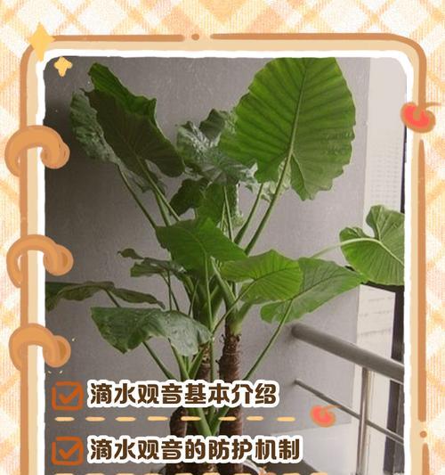 滴水观音的正确养护方法是什么？