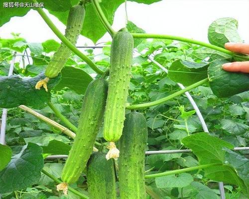 黄瓜的种植方法和管理技术有哪些要点？