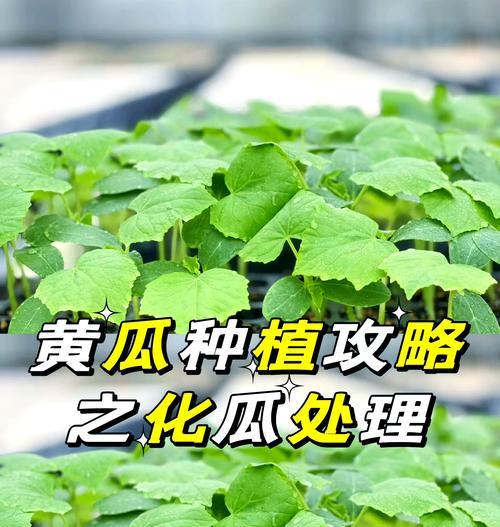 黄瓜的种植方法和管理技术有哪些要点？
