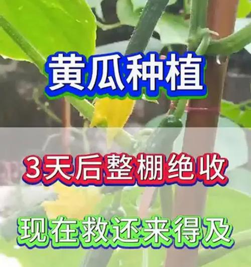 黄瓜的种植方法和管理技术有哪些要点？
