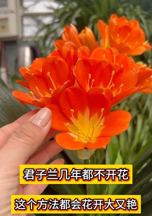 君子兰的养护方法是什么？有哪些注意事项？