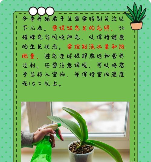 君子兰的养护方法是什么？有哪些注意事项？